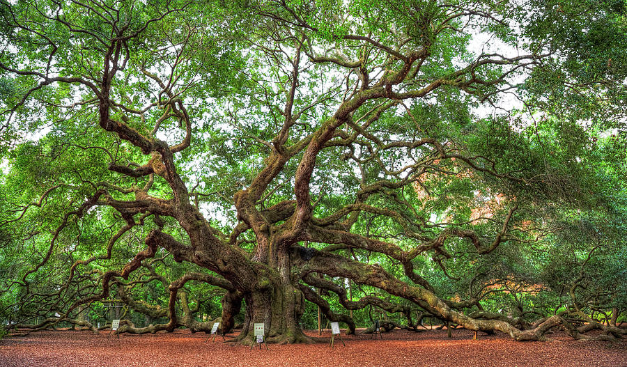 Tree Photograph - Angel Oak Tree by Todd Wise