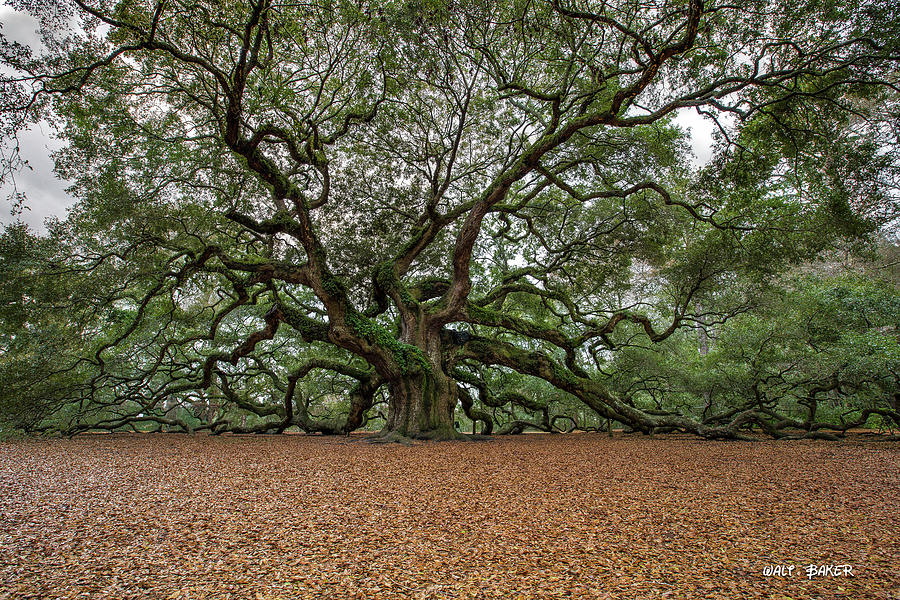 Angel Oak Photograph By Walt Baker - Fine Art America