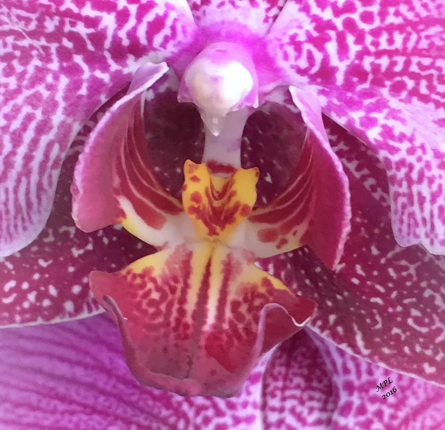 Orchid Photograph - Angel Orchid by Marian Lonzetta