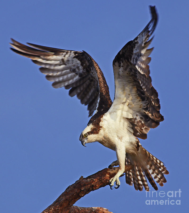 Angel Osprey Photograph by Larry Nieland