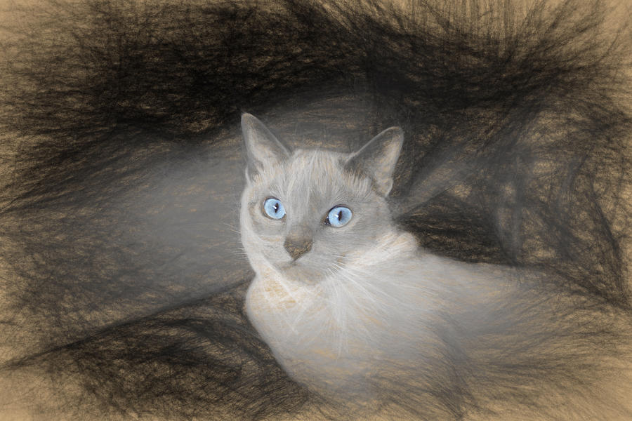 Angel Sketch with Blue Eyes Photograph by Linda Phelps