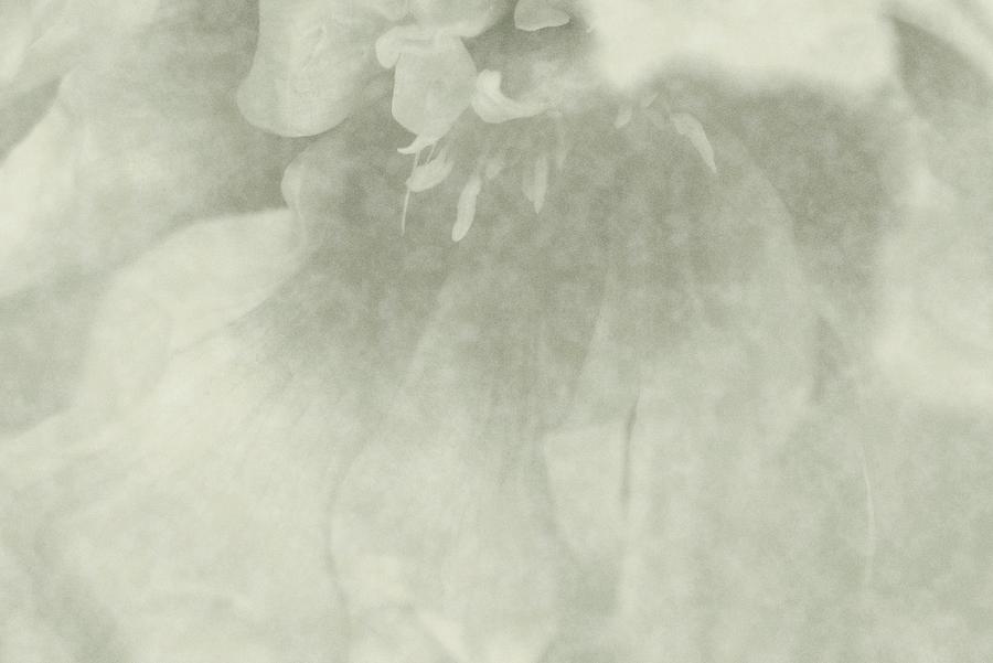 Angel Soft Photograph by The Art Of Marilyn Ridoutt-Greene