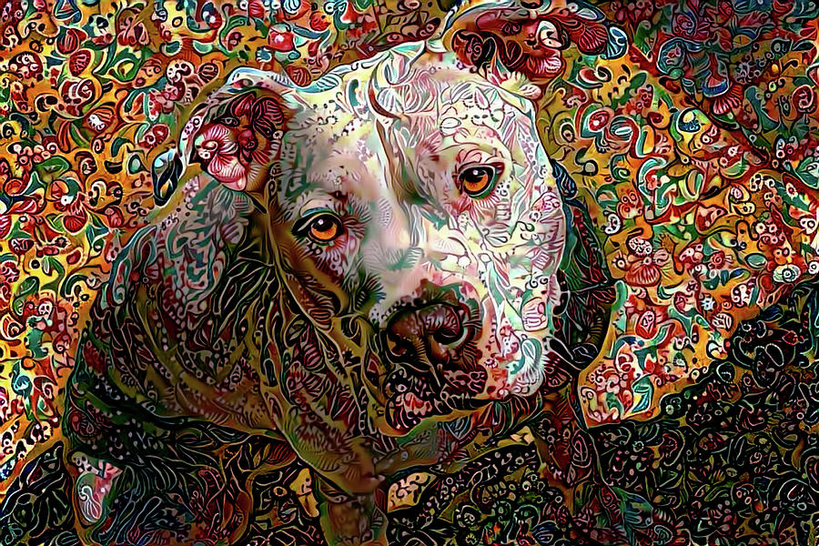 Angel the Pit Bull American Bulldog Photograph by Peggy Collins