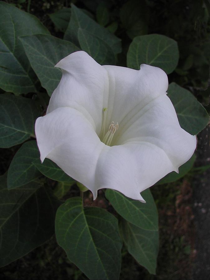 Angel Trumpet - Color Photograph by Tom Reynen