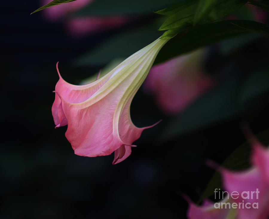 Angel Trumpet Photograph by Dale Powell