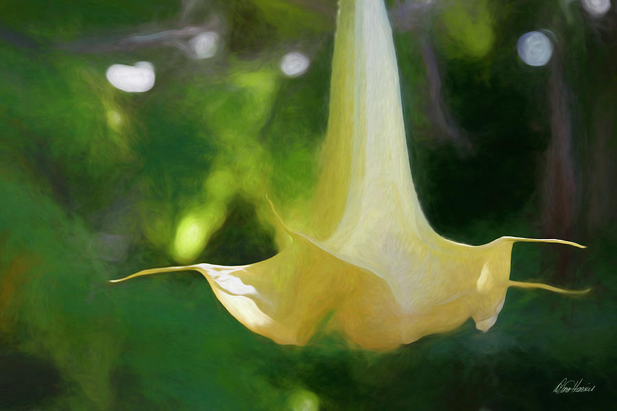 Angel Trumpet Photograph by Diana Haronis
