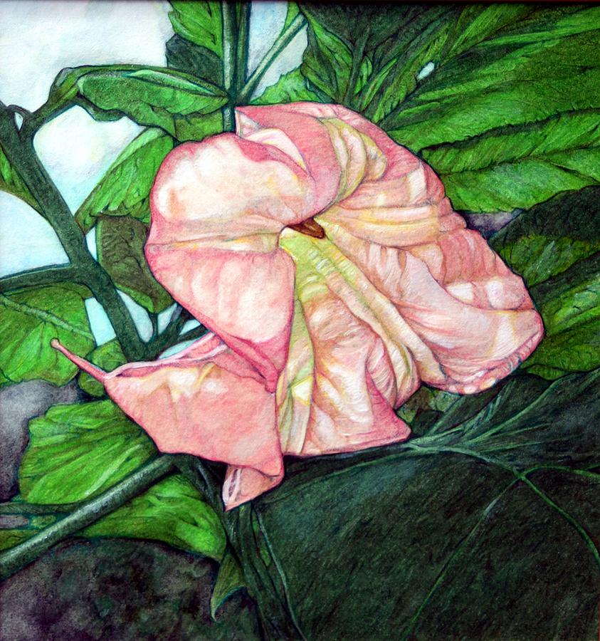 Nature Drawing - Angel Trumpet by Edward Ruth