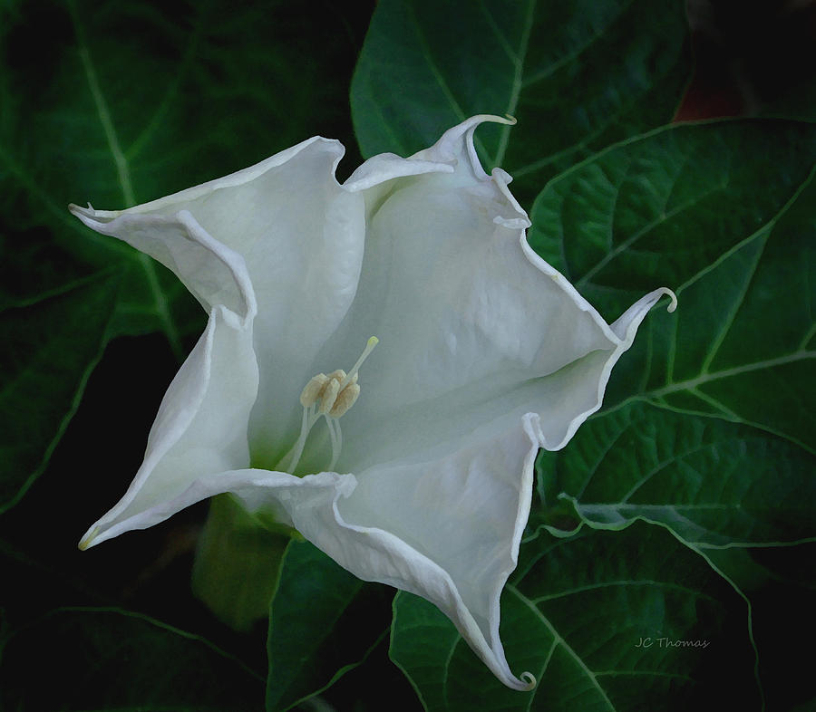 Nature Photograph - Angel Trumpet Opening by James C Thomas