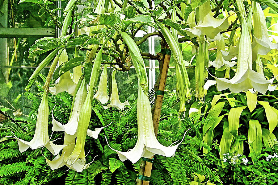Angel Trumpets in National Botanical Garden, Washington DC Photograph by Ruth Hager