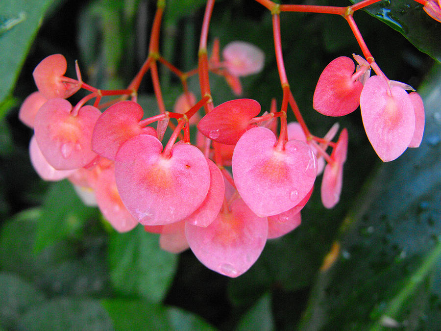 Angel Wing Begonias Photograph by Eva Thomas