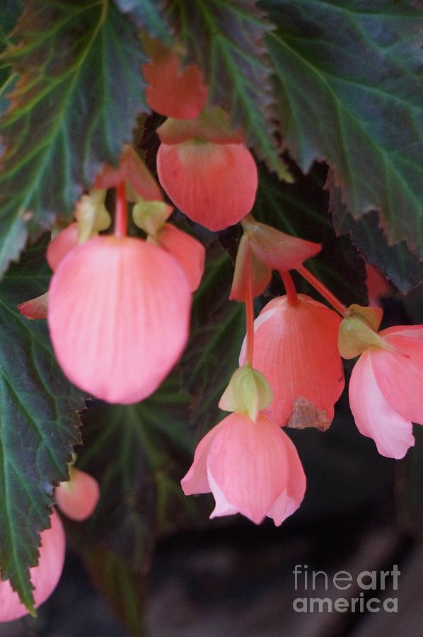 Angel Wing Begonias Photograph by Maxine Billings