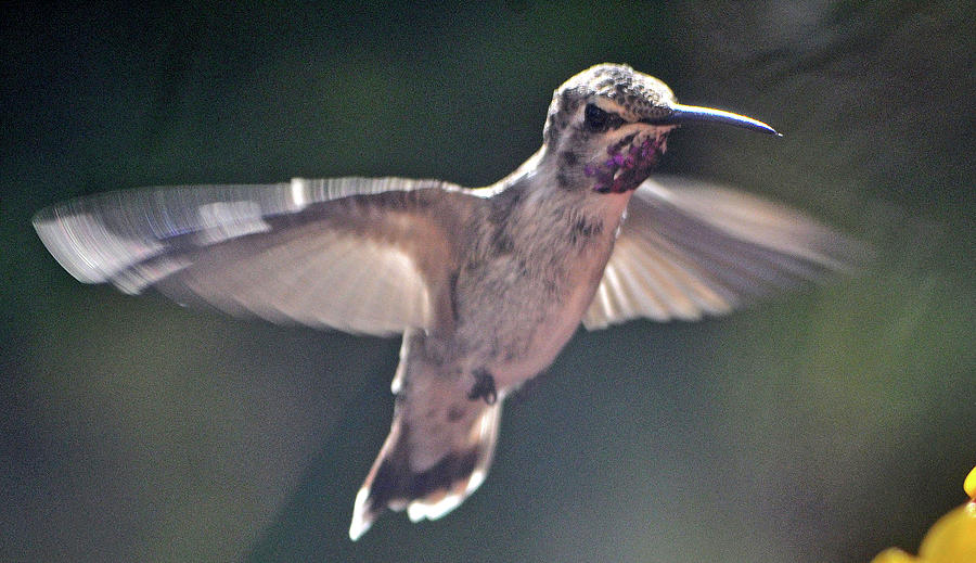 Angel Wings  Hummer In Flight Photograph by Jay Milo