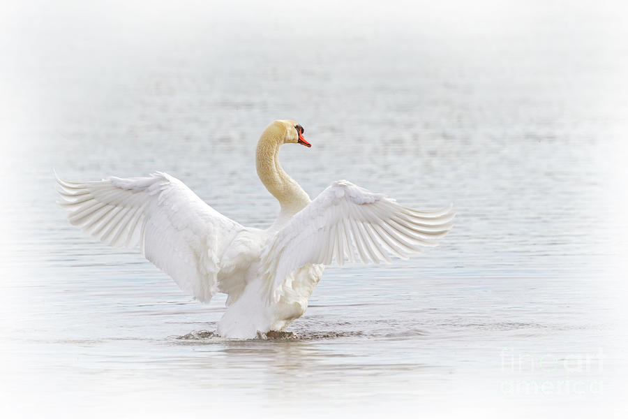 Swan Angel Wings I Photograph by Karen Jorstad