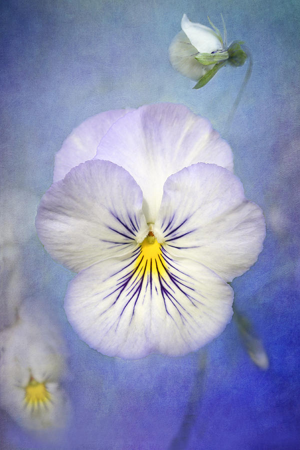 White Flower Photograph - Angel Wings by Marina Kojukhova