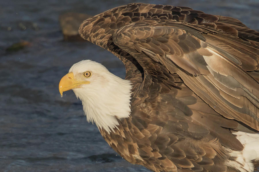 Eagle Photograph - Angel Wings by Rhoda Gerig