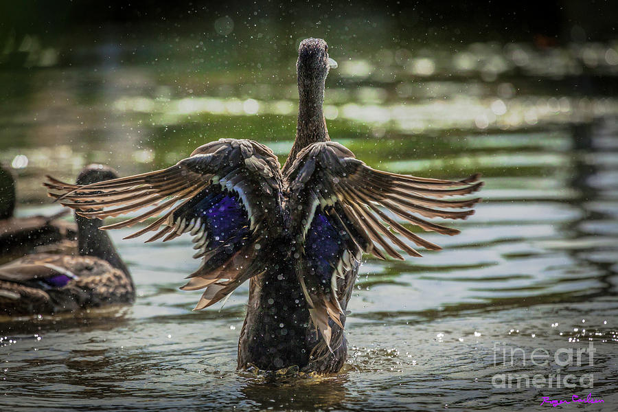 Wings Photograph - Angel Wings by Roger Carlsen Wings Photograph - Angel Wings by Roger Carlsen