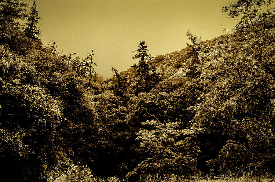 Angeles National Forest B W Photograph by Joseph Hollingsworth