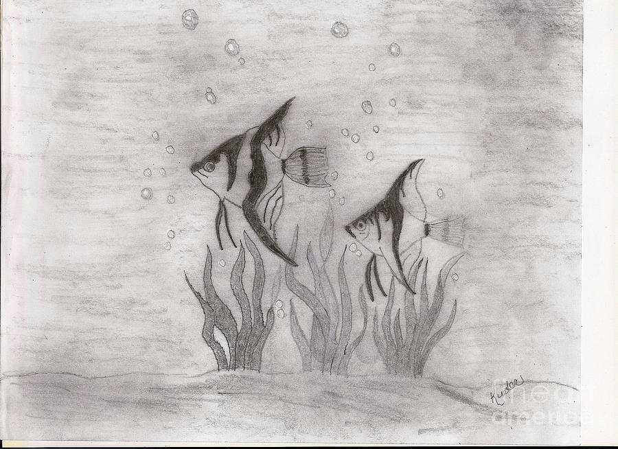 Fish Drawing - Angelfish by Sherri Gill