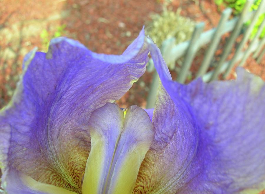 Angelic Iris Photograph by Randy Rosenberger