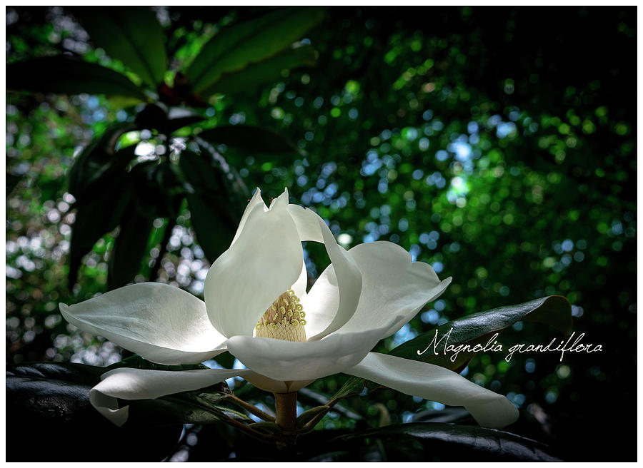 Magnolia Movie Photograph - Angelic Magnolia by Kimber Lee