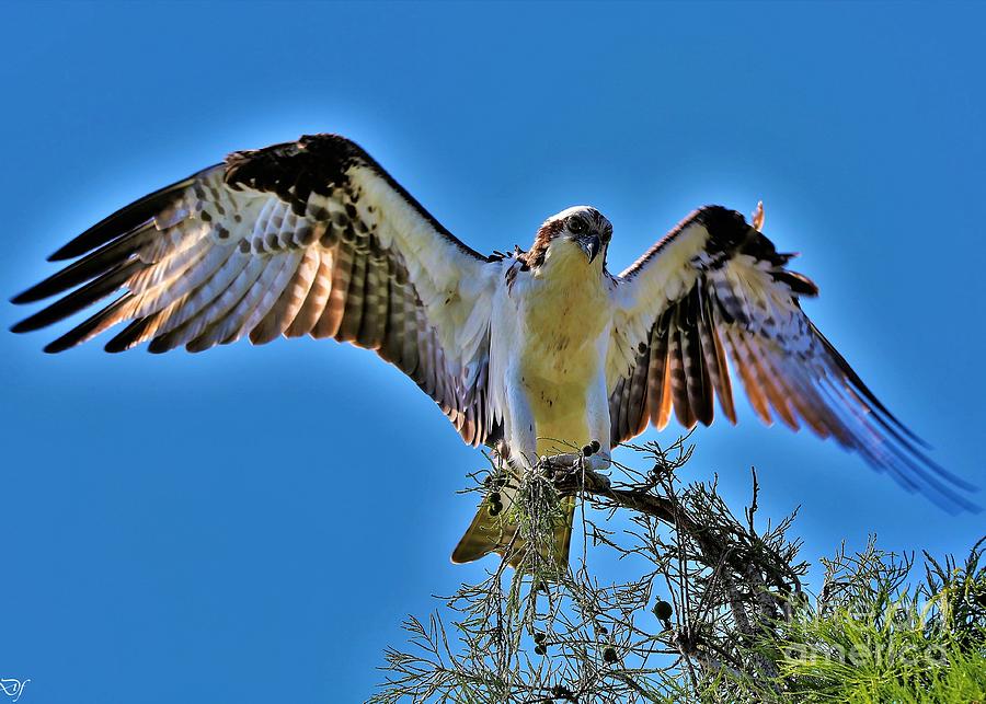 Angelic Osprey Wings Photograph by Diann Fisher | Fine Art America