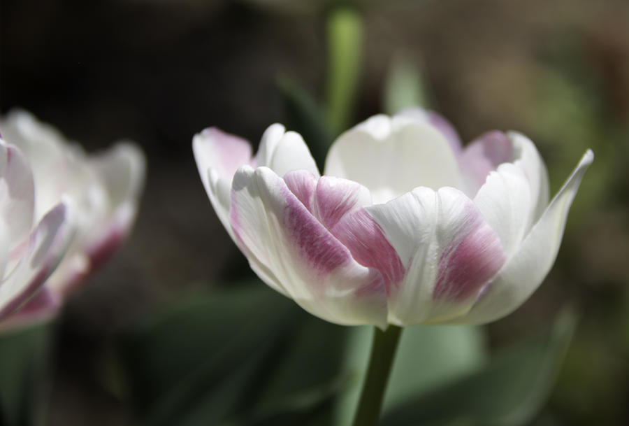 Flower Photograph - Angelique Peony Tulip 3 by Teresa Mucha
