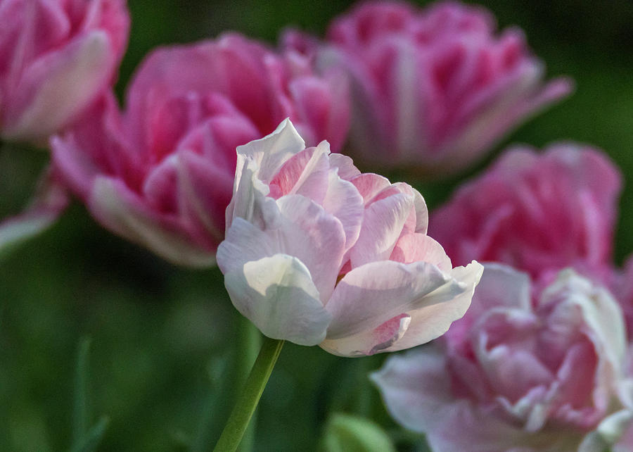 Angelique Peony Tulip #6 Photograph by Patti Deters