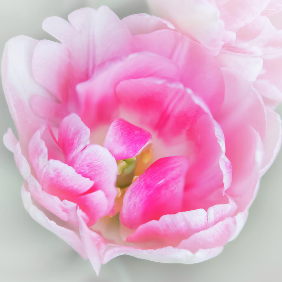 Angelique Peony Tulip #7 Photograph by Patti Deters