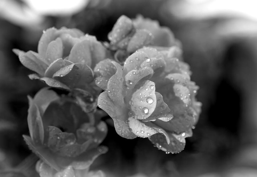 Angels In The Garden Photograph by Paul Gavin - Fine Art America