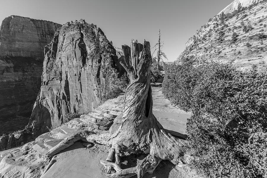 Angels Landing Tree Stump  Photograph by John McGraw
