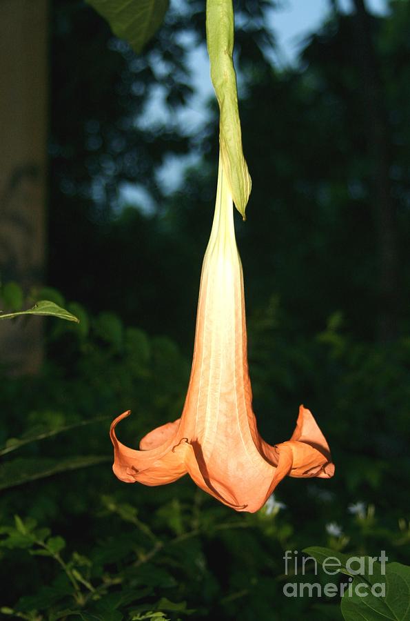 Angels Trumpet Photograph by Alice Terrill