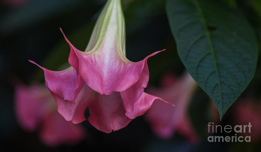 Angels Trumpet Photograph by Dale Powell