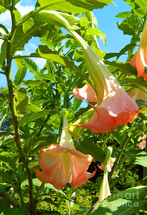 Angels Trumpet Photograph by Emmy Vickers