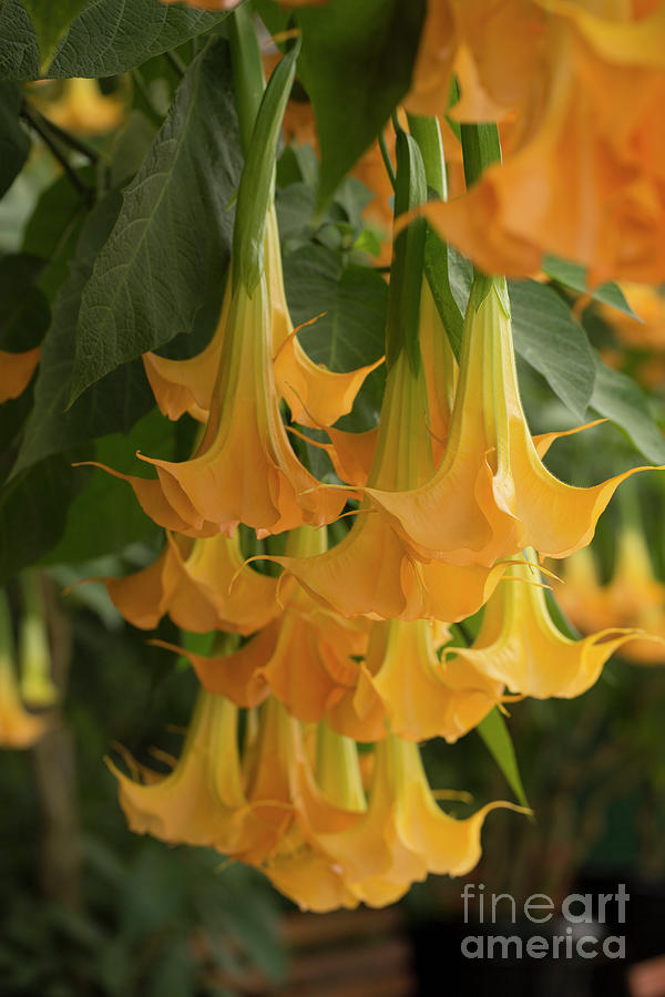 Brugmansia Photograph - Angels Trumpet by Louise Heusinkveld