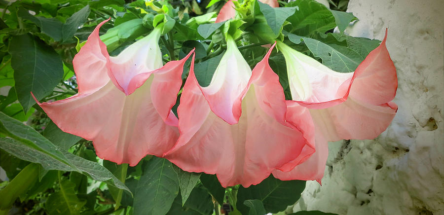 Nature Photograph - Angels Trumpet by Phyllis Taylor