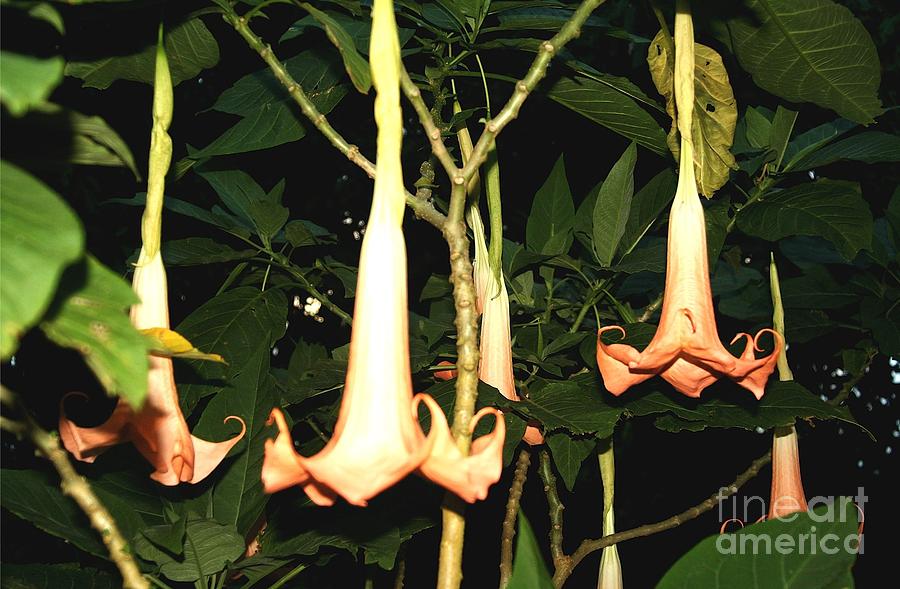 Angels Trumpets Photograph by Alice Terrill