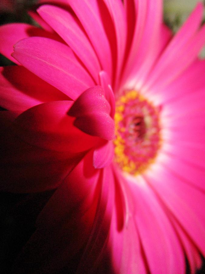 Angle of pink Photograph by Rosita Larsson