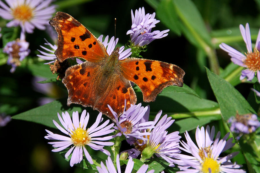 Angel Wing Butterfly on Aster Photograph by Alan Lenk