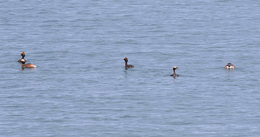 Angles Horned Grebes Photograph by Hella Buchheim