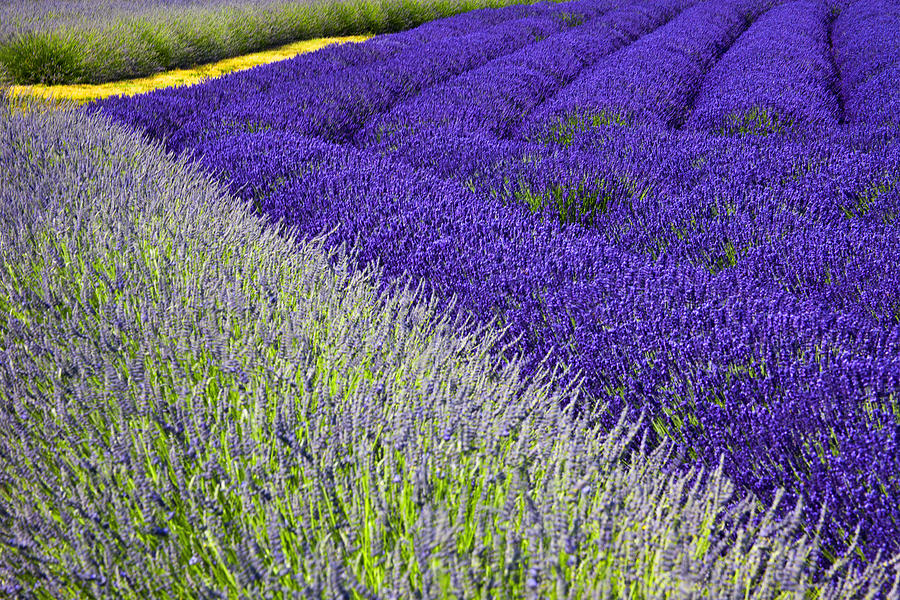 Angles in Lavender Photograph by Eggers Photography