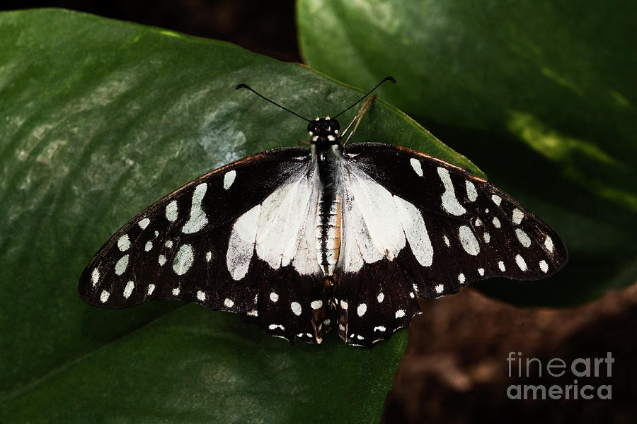 Angola white lady butterfly  Photograph by Ruth Jolly