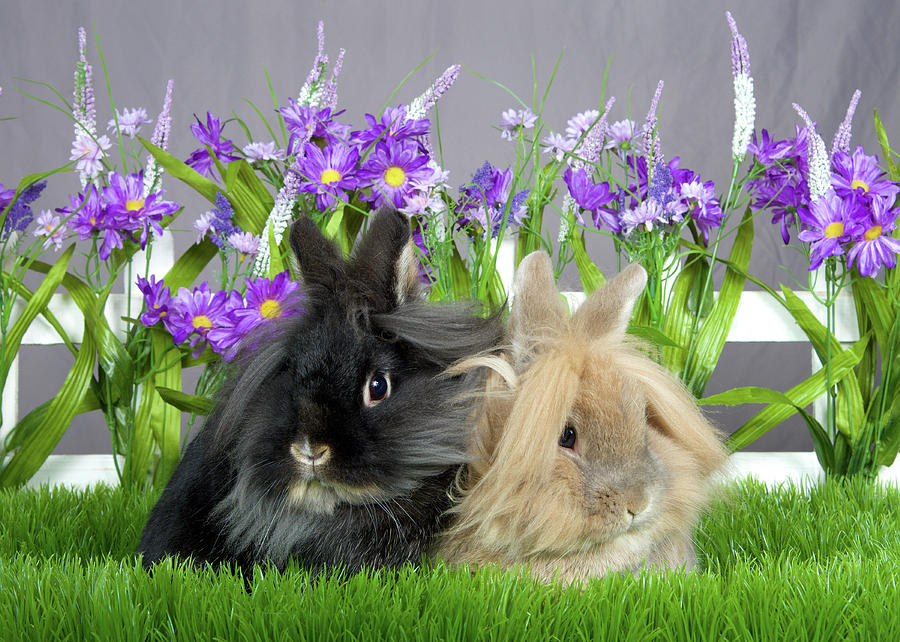 Angora Bunny Sisters in the Garden Photograph by Sheila Fitzgerald ...