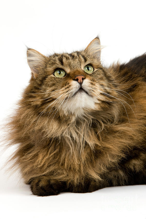 Angora Domestic Cat Photograph by Gerard Lacz