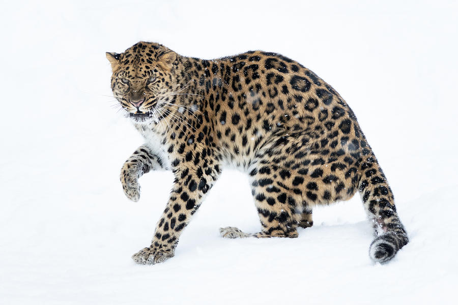 Angry Amur Leopard Photograph by Elizabeth Waitinas