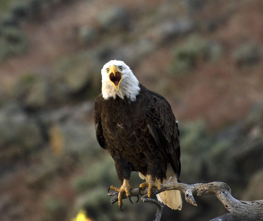 Angry Bald Eagle Photograph by Linda Weyers