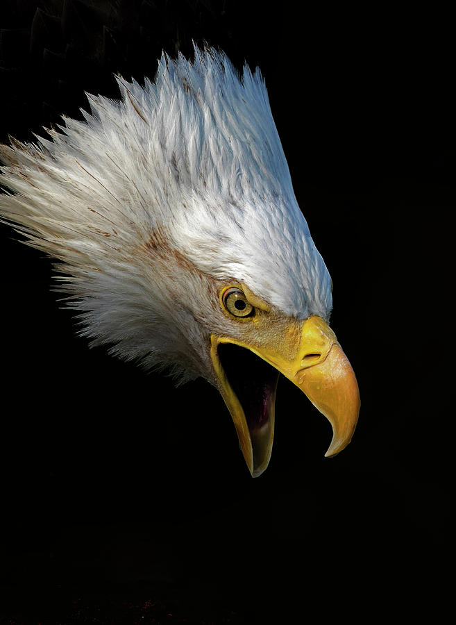 Angry Bald Eagle Portrait Photograph by Lowell Monke