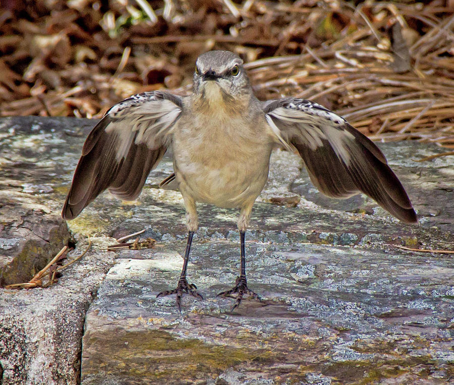 Angry Bird by Angel Sharum Angry Bird by Angel Sharum