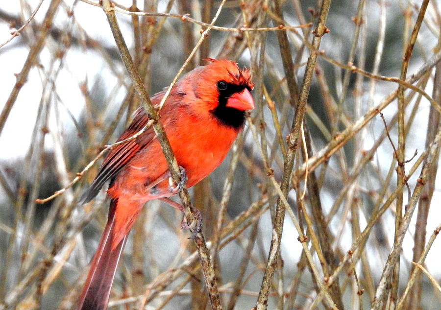 Angry Bird Photograph by Betty-Anne McDonald