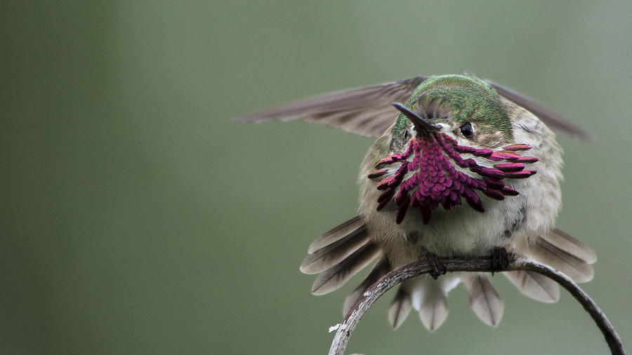 Angry Bird Photograph by Ian Johnson