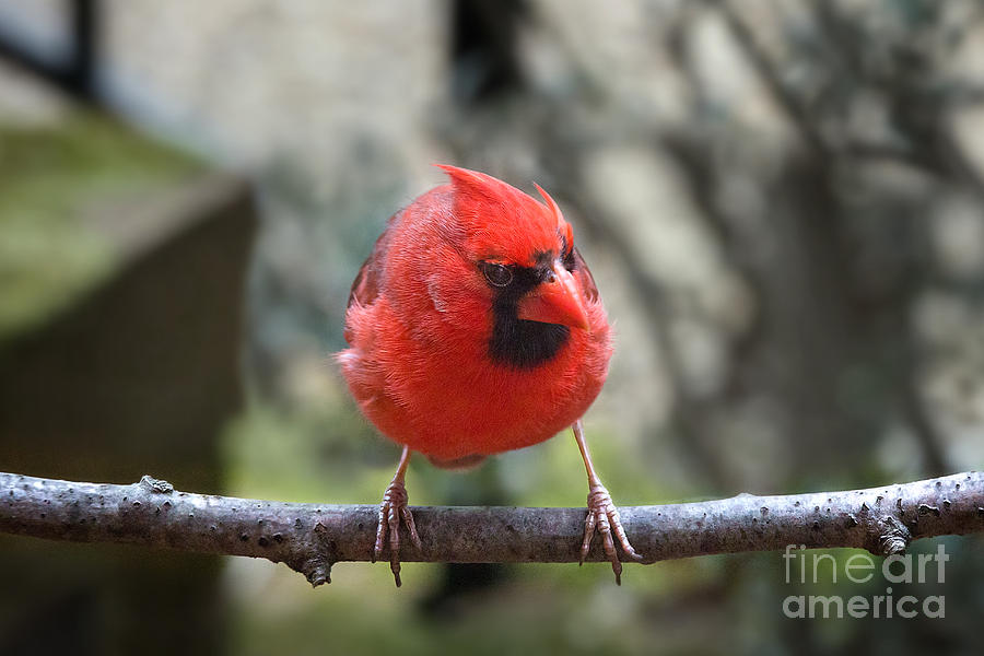 Angry Bird Photograph by Jemmy Archer